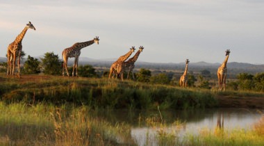 10-daagse avontuurlijke safari Ongerept Zuid-Tanzania 10-daagse avontuurlijke safari Ongerept Zuid-Tanzania