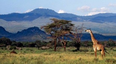 Best of Kenya Best of Kenya