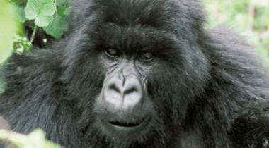 Gorillas in Uganda Gorillas in Uganda