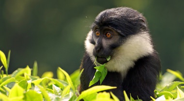 Apen en primatenreis in Rwanda en Oeganda Apen en primatenreis in Rwanda en Oeganda