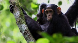 Rwanda Hoogtepunten Rwanda Hoogtepunten
