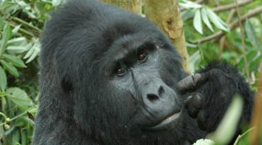 Oeganda Rondreis Gorilla's & Game Parks Oeganda Rondreis Gorilla's & Game Parks