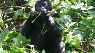 Ontmoet de gorilla's in Oeganda Ontmoet de gorilla's in Oeganda
