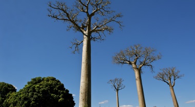 Rondreis Madagaskar Rondreis Madagaskar