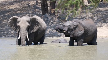Lion King safari Tanzania & Zanzibar