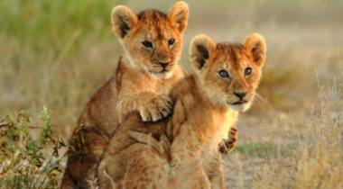 13 daagse safari + Zanzibar vakantie 13 daagse safari + Zanzibar vakantie