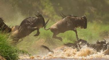 18 daagse Tanzania safari + Zanzibar vakantie [grote trek]