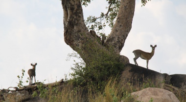 9 dagen Tented Lodge Safari Tanzania Hoogtepunten 9 dagen Tented Lodge Safari Tanzania Hoogtepunten