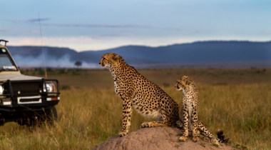 Familie Safari door het dierenrijk van Tanzania Familie Safari door het dierenrijk van Tanzania