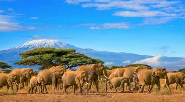 Beklimming Kilimanjaro en Wildpark Safari's Beklimming Kilimanjaro en Wildpark Safari's