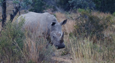 Wijn walvissen wildlife en strand