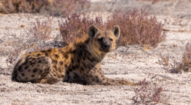 Rondreis Zuid-Afrika & Namibië maar dan anders Rondreis Zuid-Afrika & Namibië maar dan anders