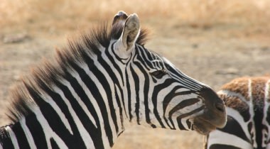 15-daagse rondreis Wild Zuid-Afrika