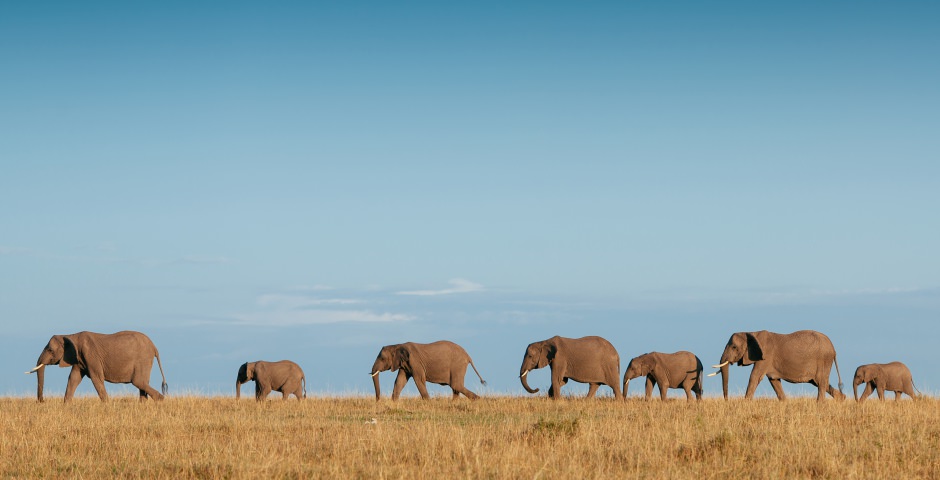 begrijpen Moment toenemen Addo Elephant National Park, de plek om olifanten te zien in Zuid-Afrika -  safari-planner.com