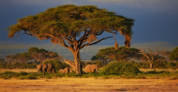 Amboseli National Park
