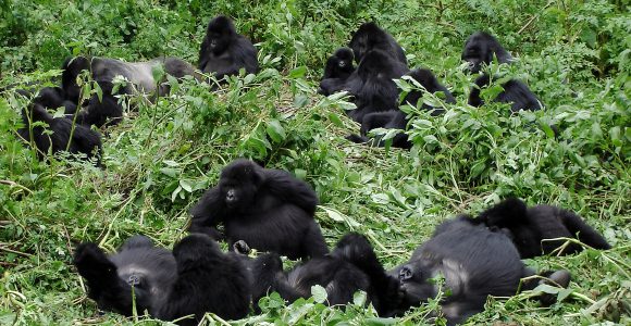Mgahinga Gorilla National Park Mgahinga Gorilla National Park