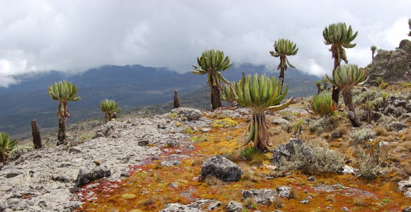 Mount Elgon National Park Mount Elgon National Park