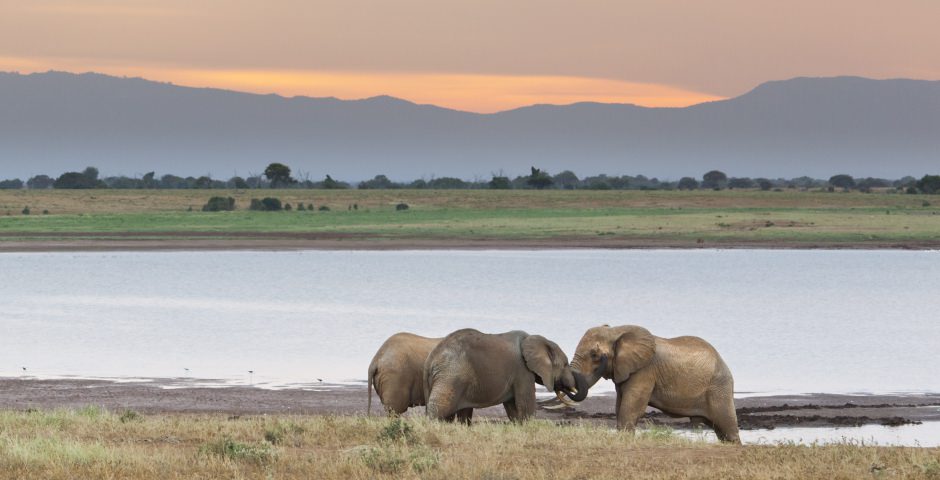 Tsavo National Park, het grootste natuurreservaat van Kenia Tsavo National Park, het grootste natuurreservaat van Kenia