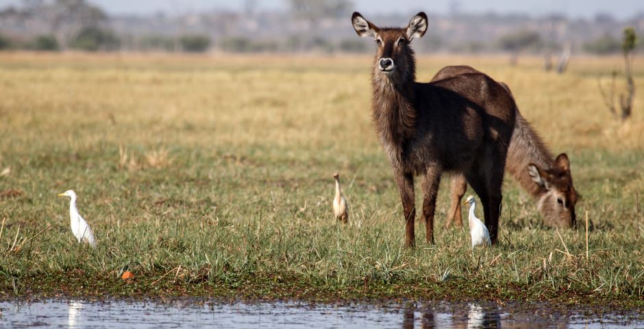 Chobe National Park Chobe National Park