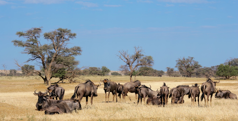 Kgalagadi Transfrontier Park Kgalagadi Transfrontier Park