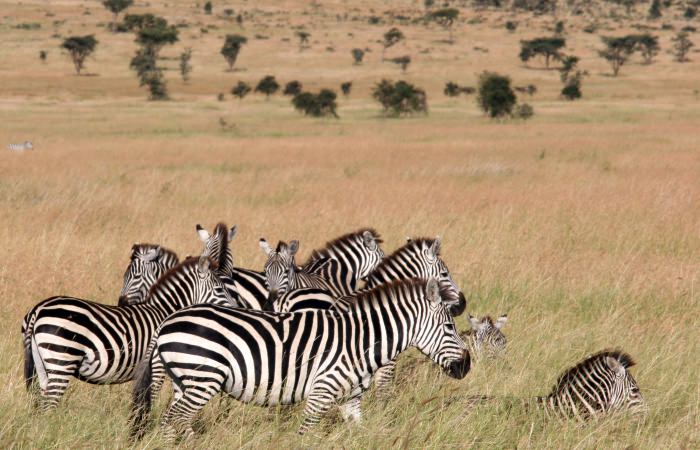 Zebra's in het hoge gras