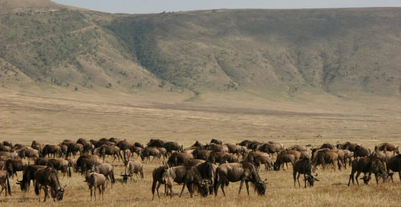Heel veel wilde dieren