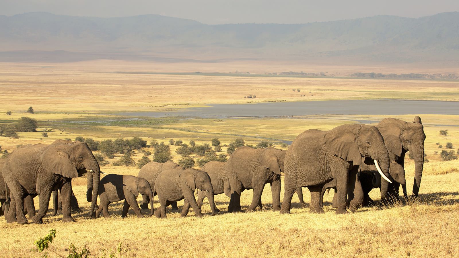 De Ngorongoro Krater heeft veel wilde dieren en mooie uitzichten De Ngorongoro Krater heeft veel wilde dieren en mooie uitzichten