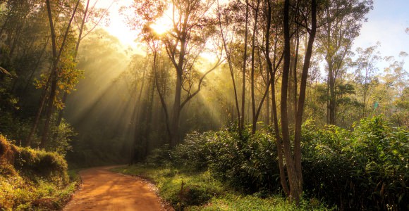Andasibe-Mantadia National Park