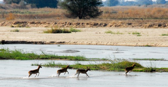 North Luangwa National Park North Luangwa National Park