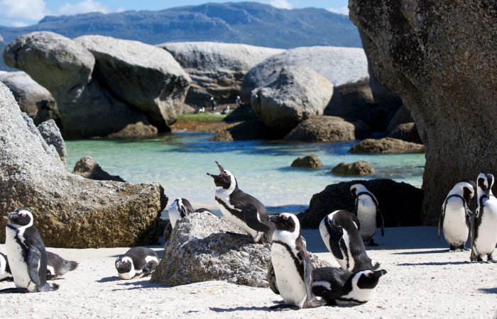Pinguïns op de Kaap de Goede Hoop