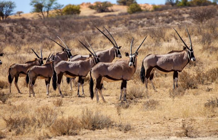 Orix in de Kalahari woestijn