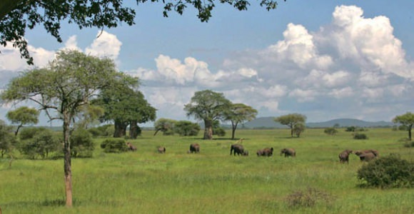 De vele olifanten in Tarangire Nationaal Park De vele olifanten in Tarangire Nationaal Park