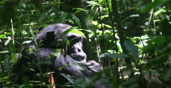 Chimpansees zoeken in Kibale Forest Nationaal Park