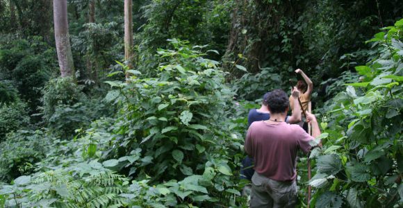 Hoogland berggorilla's bekijken in Bwindi Impenetrable Nationaal Park
