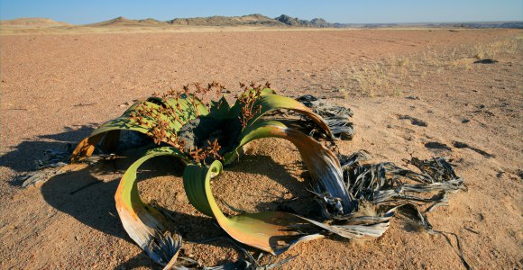Ancient-welwitschia-plant