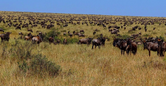 Masai Mara Wildebeest Migratie