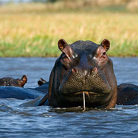 De rivieren van Zambia