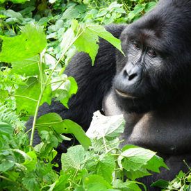 Gorilla's in Oeganda